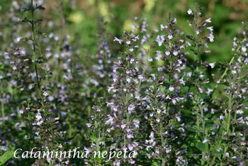 Calamintha nepeta